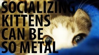 Socializing kittens can be so metal