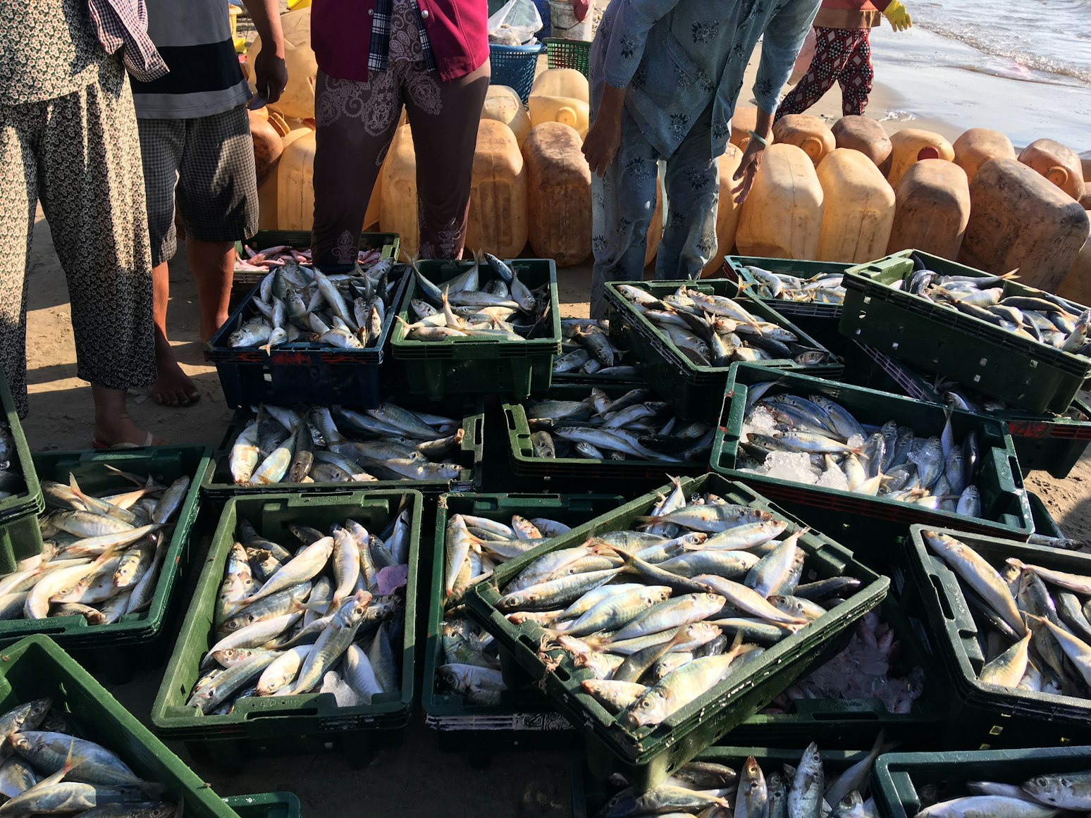 A photo of several fishermen standing over about a dozen large green buckets of fish. The fish are light grey and white, very long and each is about 12 inches long. They are on a beach, with the ocean in the background.