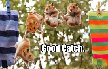 goodcatch