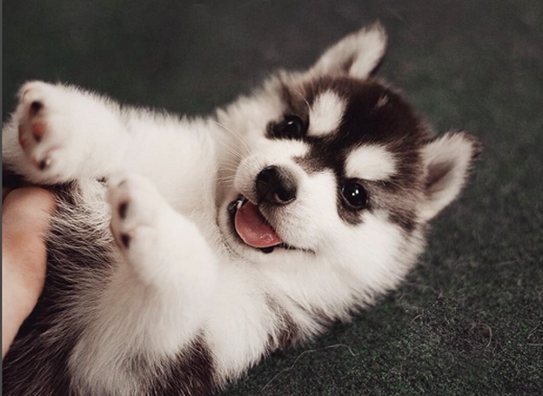 dog image