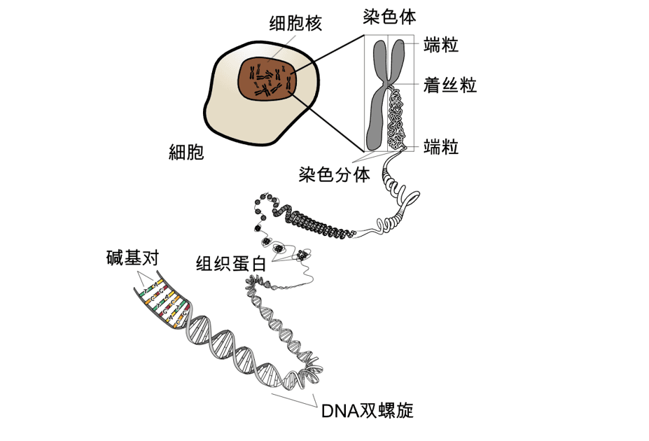 https://mmbiz.qpic.cn/mmbiz_png/yH3zZYqrFrTM2iaAzx0WzbqTHPh25f7NlylGUeMXgM3aQ6jfs4fC6EcIpicibg9yFk6MmMaJ8kK7C16PMRThLqGWA/640?wx_fmt=png&from=appmsg