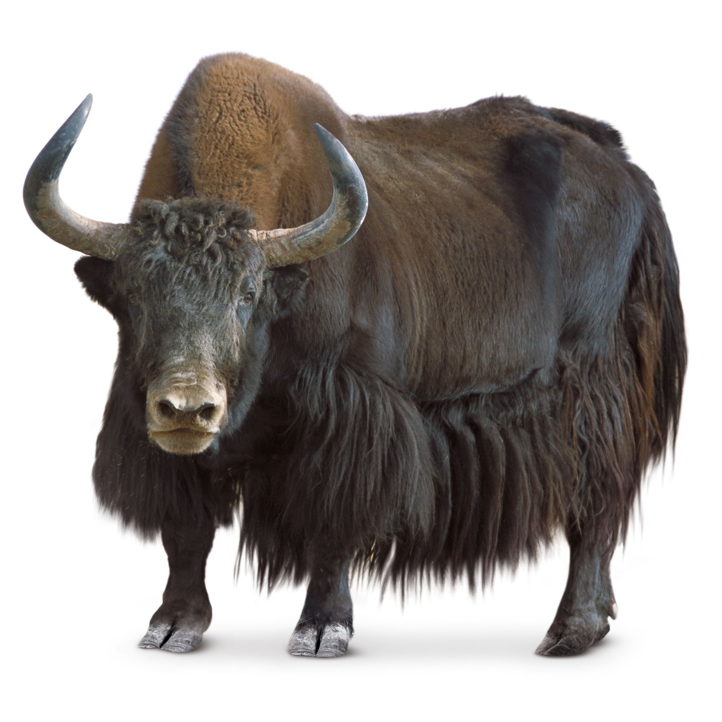 Yak