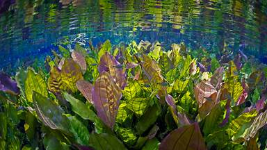 Freshwater plants and tetra fish, Aquário Natural, Rio Baía Bonita, Mato Grosso do Sul, Brazil (© Michel Roggo/Minden Pictures)