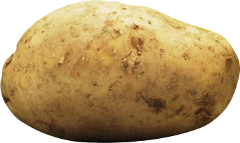 Potato