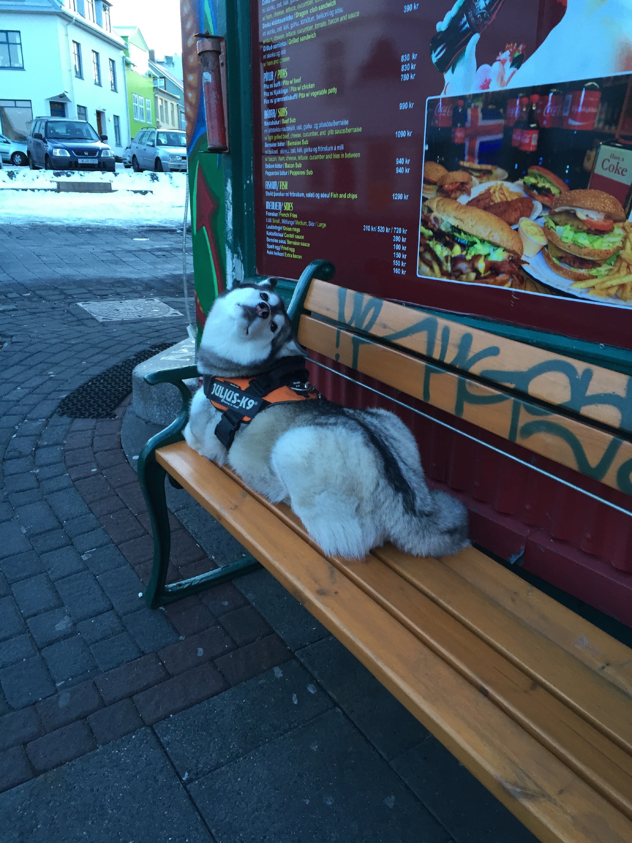 Reykjavik Doge