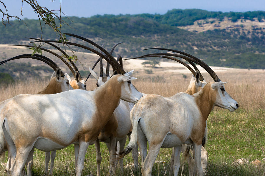 scimitar oryx