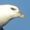 My favicon with the fulmar