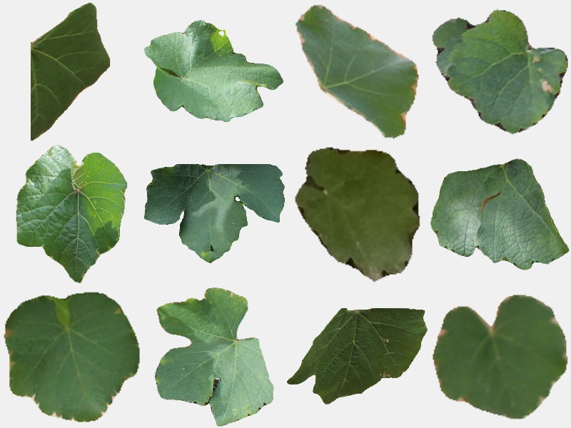 real grape leaf library
