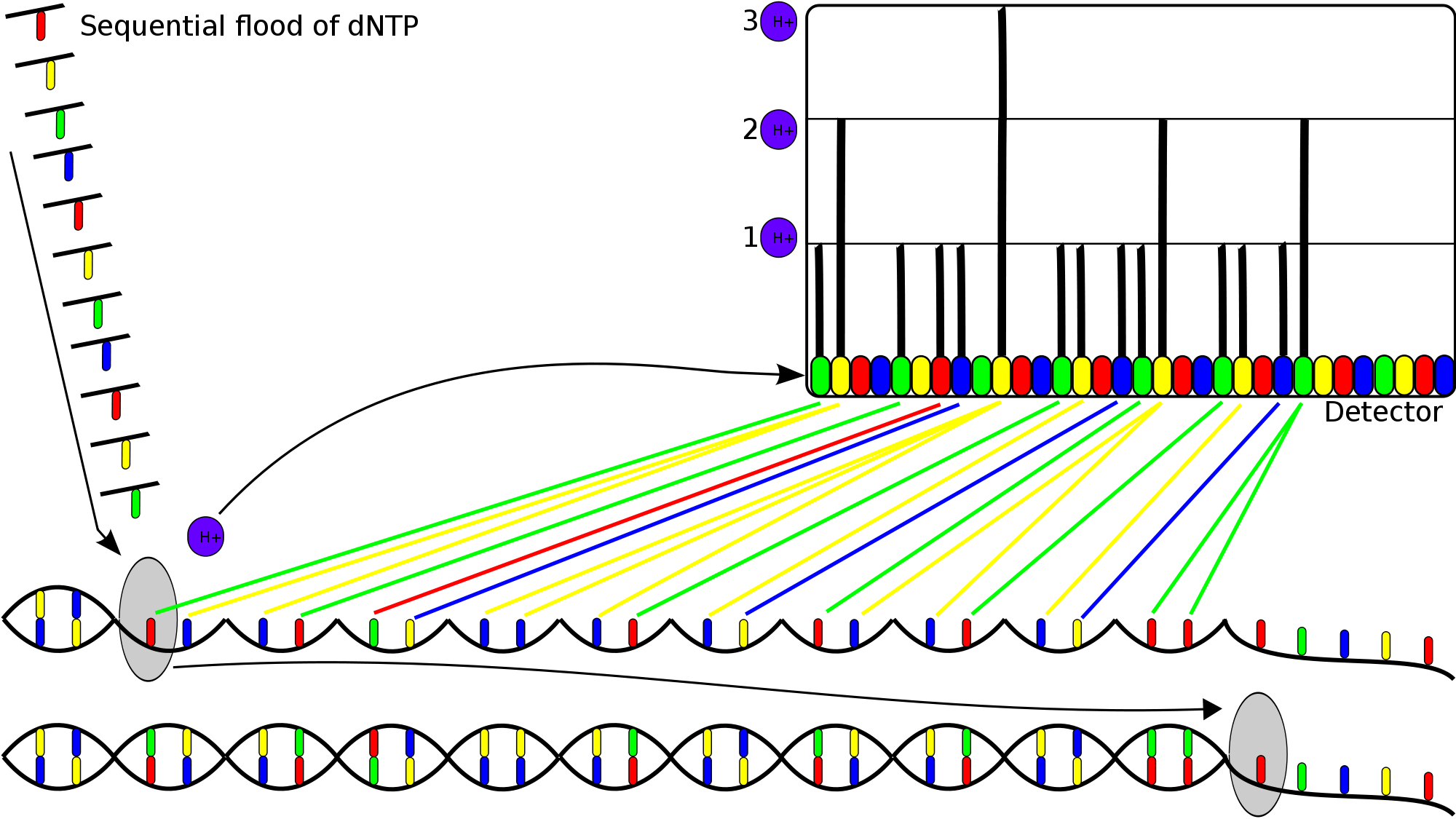 2000px-DNTP_incorporation_hydrogen_magnitude.svg