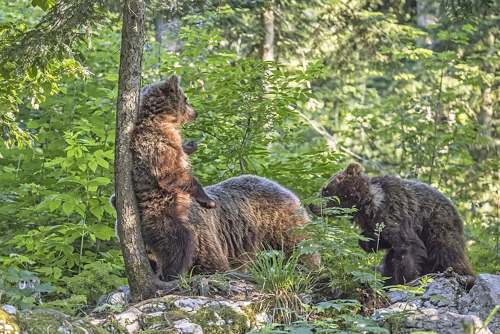 Eurasian Brown Bear (Ursus Arctos Arctos) - Cub scratching back with mother and another cub