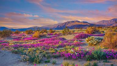 Wildflowers in Anza-Borrego Desert State Park, California (© Ron and Patty Thomas/Getty Images)