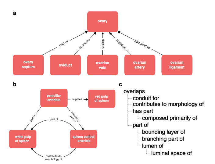 Hubmap