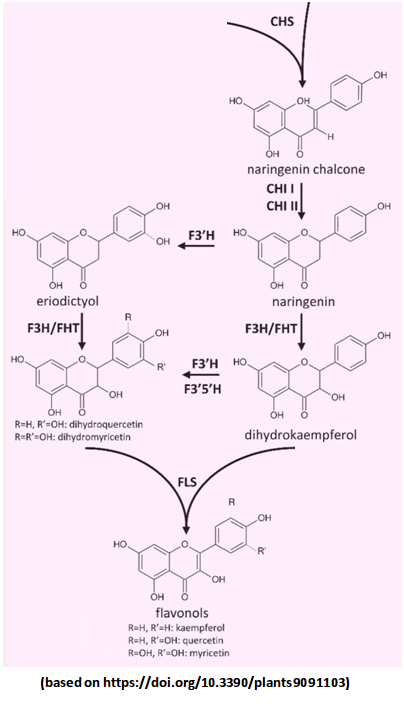 Additional flavonol biosynthesis regulators (Tweet #35)