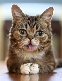 Lil' Bub