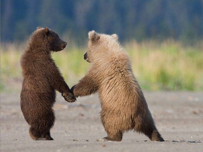 two bear cubs