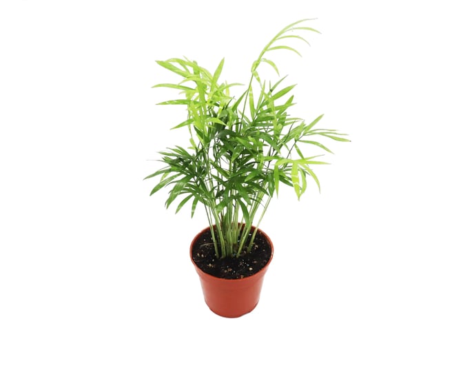 victorian-parlor-palm-neanthe-bella-palm-4-from-california-tropicals-1