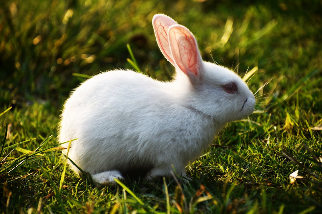 Image of white rabbit sitting in grass