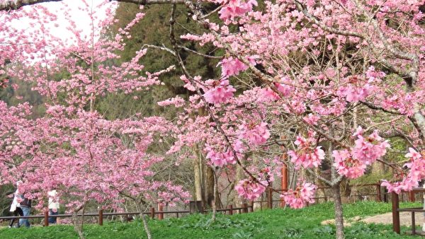 组图：帝雉、蓝腹鹇之美 台阿里山区樱花盛开