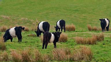 https://cn.bing.com/th?id=OHR.BeltedGalloway_ZH-CN8570849064&w=384&h=216