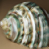 Green Sea Shell