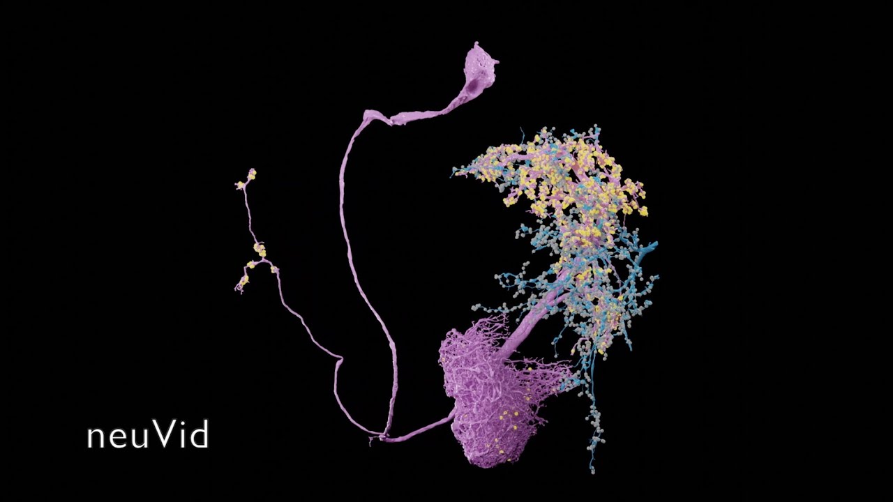 Making Neuron Videos with neuPrint and neuVid