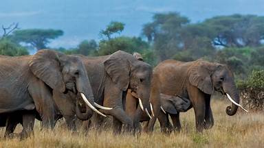 Herd of African elephants in Amboseli National Park, Kenya (© Susan Portnoy/Shutterstock)