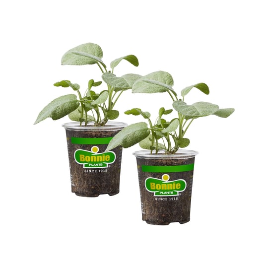 bonnie-plants-19-3-oz-garden-sage-2-pack-1