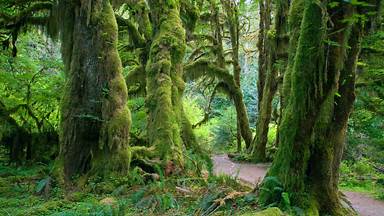 Hall of Mosses trail in the Hoh Rain Forest, Olympic National Park, Washington (© James Randklev/Getty Images)