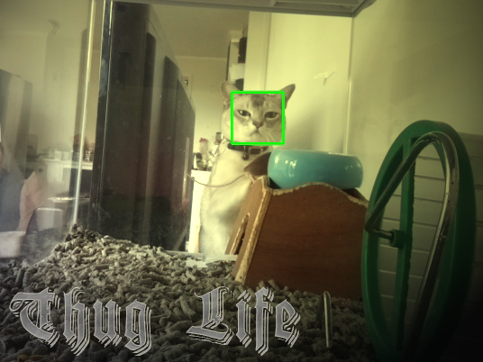 Thug cat detected with OpenCV