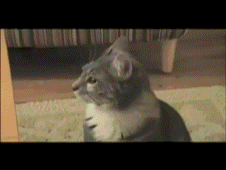 Cat GIF