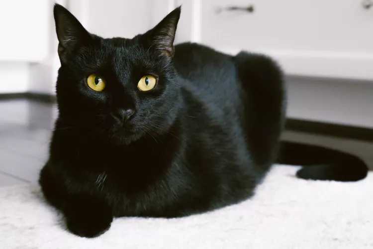 The Bombay cat breed is the mascot for v2