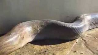Ubijena najveca zmija na svijetu