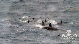 Crew of the Bob Barker encounter rare "Ecotype D" Orcas