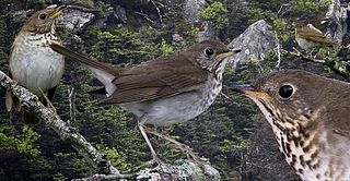 Bicknell's thrush (Catharus bicknelli)