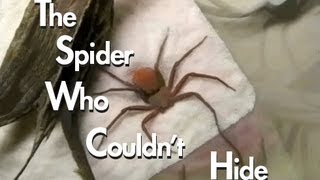 The Spider Who Couldn't Hide
