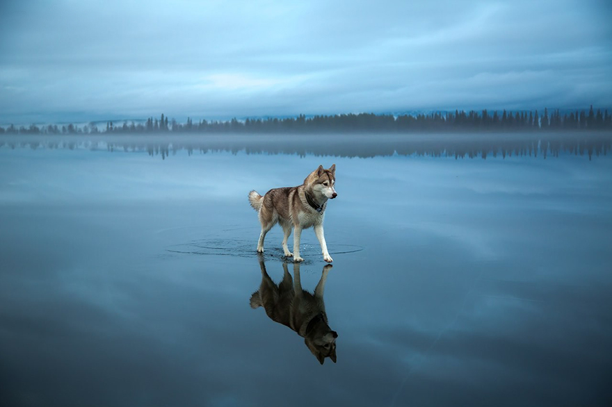 Siberian Husky on Frozen Lake