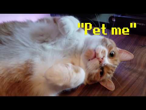 Video Title