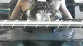 A fat cat on a treadmill under water