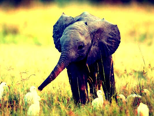 baby elephant