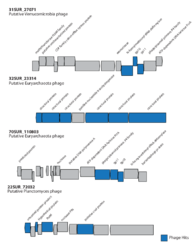 Annotated contigs for novel phages