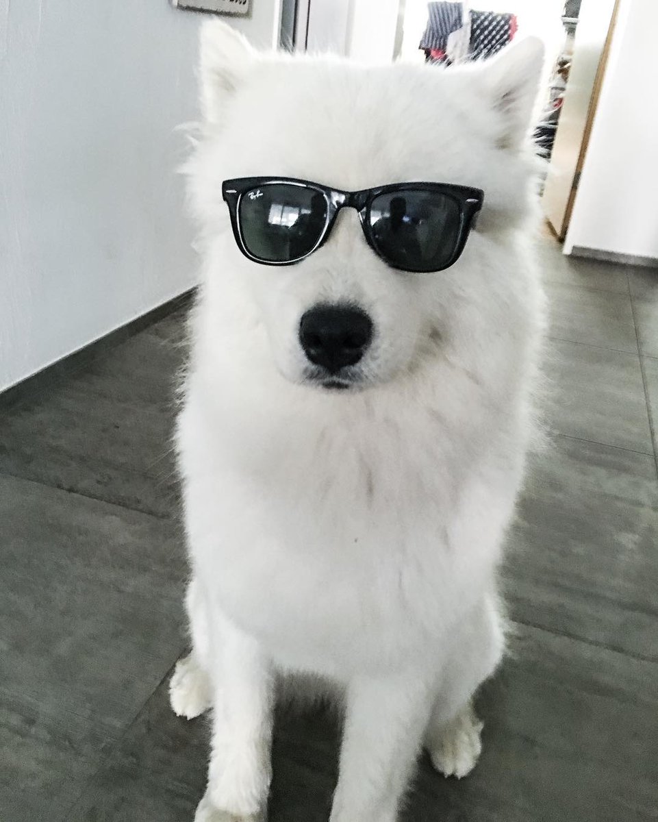 dog image
