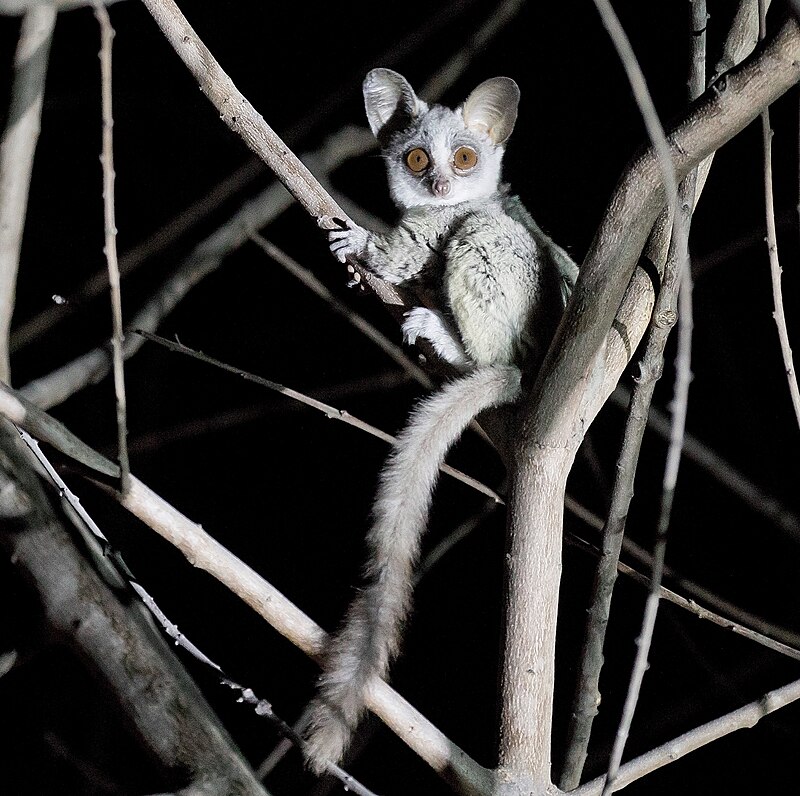 A bush baby