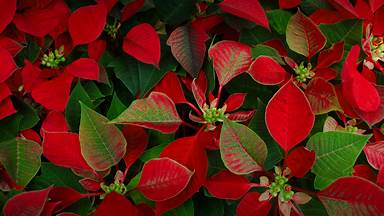 Poinsettia plants (© Elizabeth Fernandez/Getty Images)