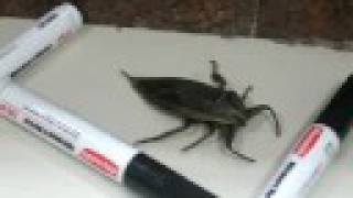 Large Insect