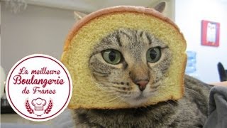 Headshot d'un chat dans "La meilleure boulangerie de France"  M6 