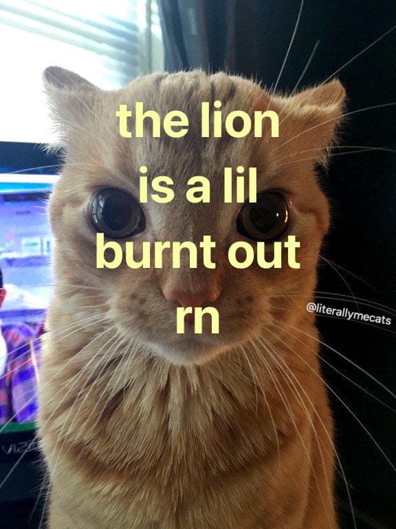 cat.jpg