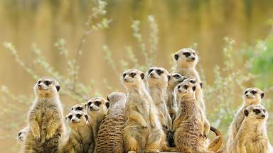Meerkat family (© anetapics/Shutterstock)