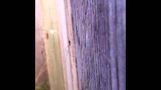 Rare Spider Cooking To Lil B....