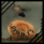 Achievement badge icon
