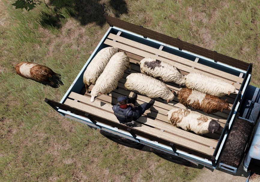 image of a truck with sheep and human on the benches